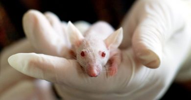 laboratory mouse pre-clinical COVID-19 studies