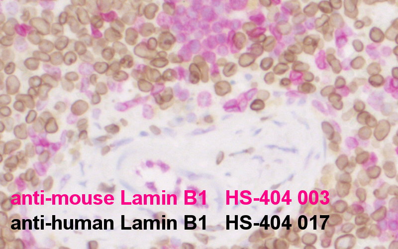 anti-lamin B1 antibody