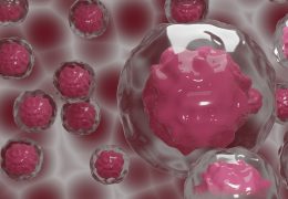 hyaluronic acid for 3D cell cline development