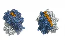 Recombinant HLA Proteins