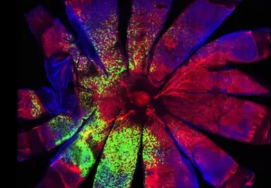 Journal Club: Gene-Agnostic Gene Therapy to Preserve Vision decorative